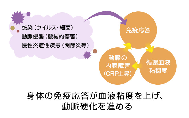 身体の免疫応答が血液粘度を上げ、動脈硬化を進める