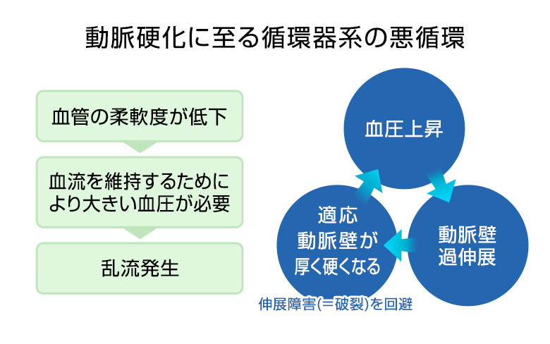 動脈硬化に至る循環器系の悪循環