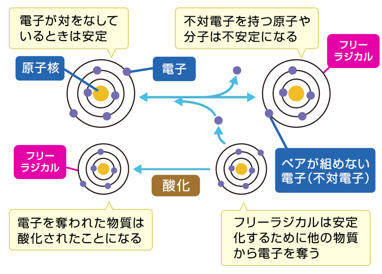 フリーラジカルとは